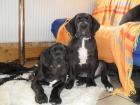 Deutsche Doggen Welpen