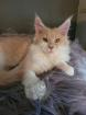 Wundervolle Maine Coon Kater