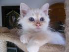 Super süße birma kitten